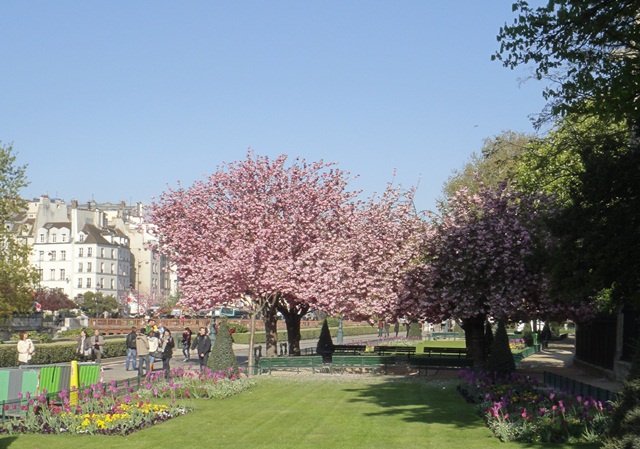 Flowering%20trees%20around%20Notre%20Dame%204%20%204-11-12.jpg