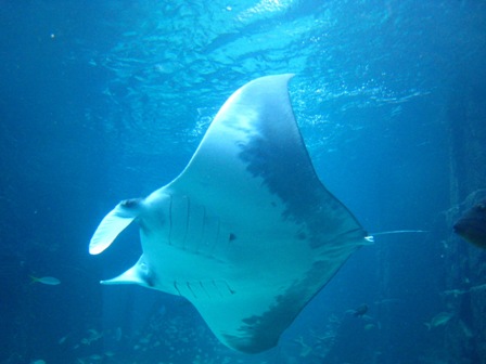 atlantis%20manta%20rays.JPG