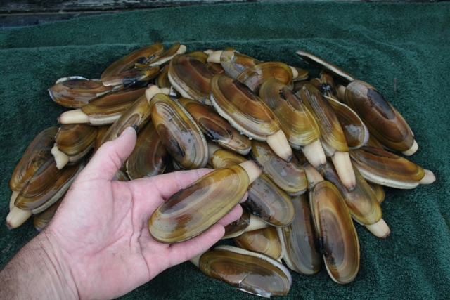 clams2.JPG