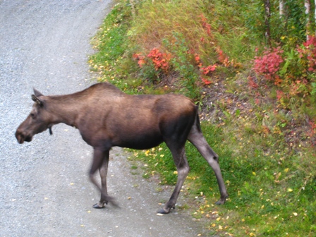 moose.JPG