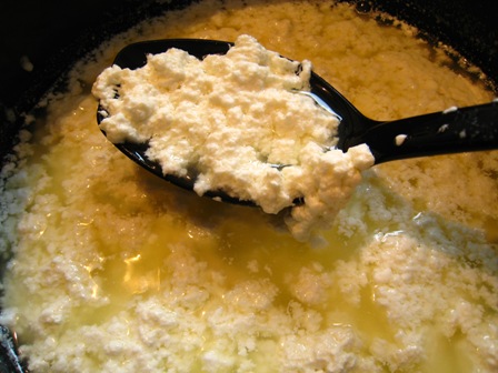 small%20curds%20first%20time%20making.JPG